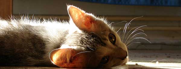 Mein Sonnenschein Mein Kater Schraps