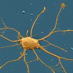 Isolierte Zelle