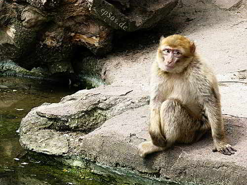 Foto: Einsamer Affe